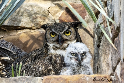 Athena Great Horned Owl 2025